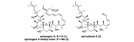 Accelerating Spirocyclic Polyketide Synthesis using Flow Chemistry