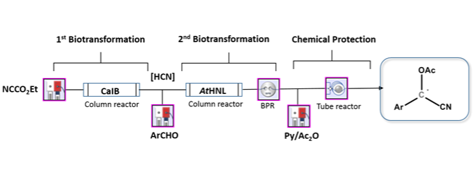 Multistep Continuous Preparation of Chiral O-Acetylcyanohydrins