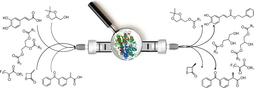 Towards a continuous flow environment for lipase-catalyzed reactions